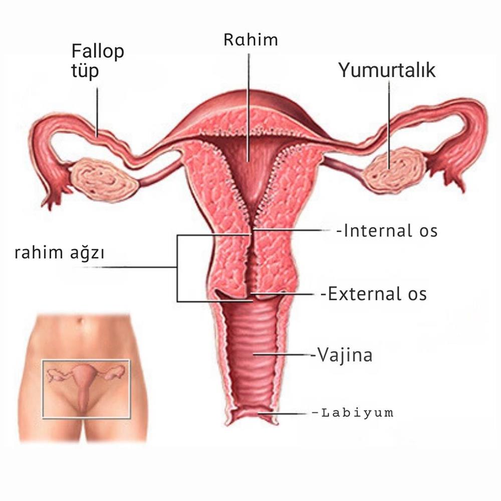 Gerçek rahim görüntüsü modeli